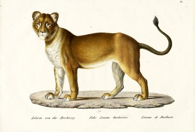 Barbary Lioness by Karl Joseph Brodtmann